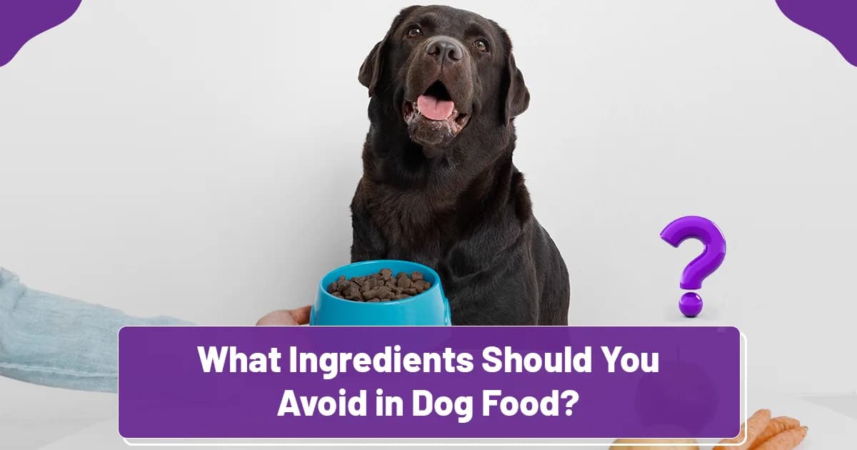 What Ingredients Should You Avoid in Dog Food?