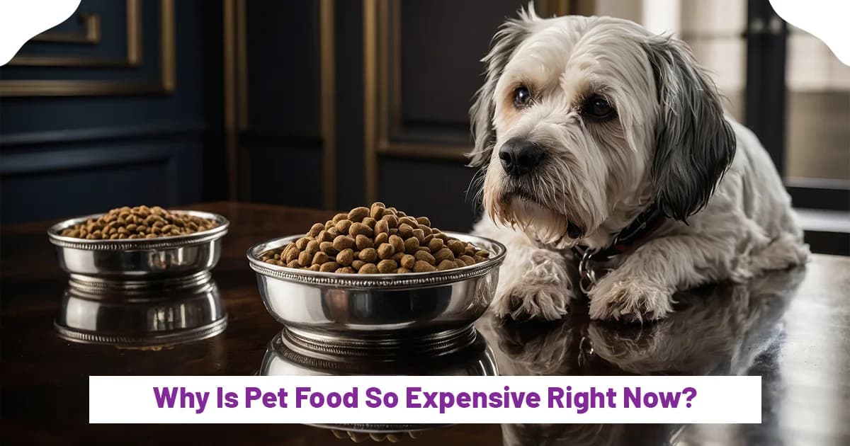 Why Is Pet Food So Expensive Right Now?