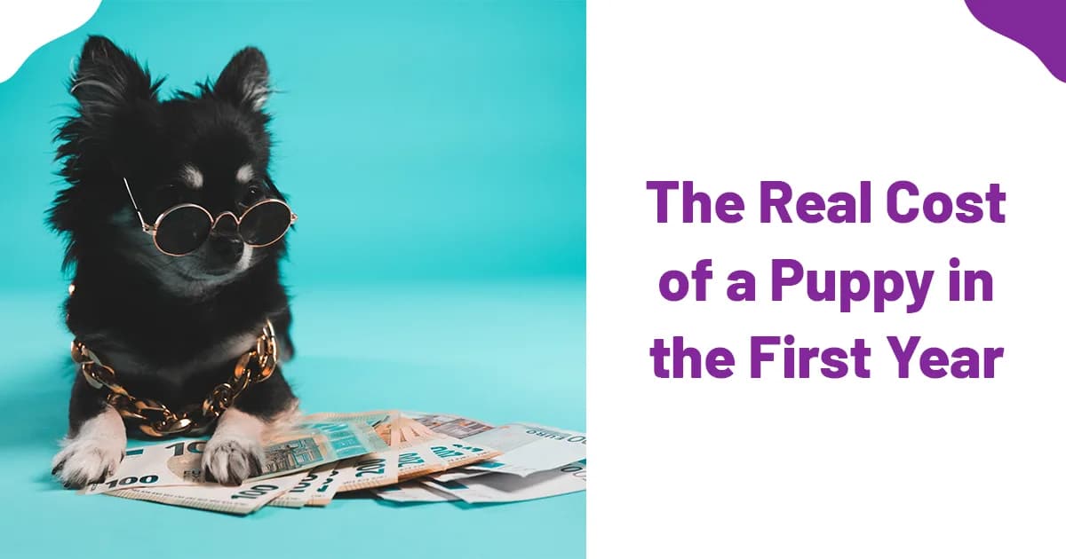 The Real Cost of a Puppy in the First Year (2026 Breakdown)