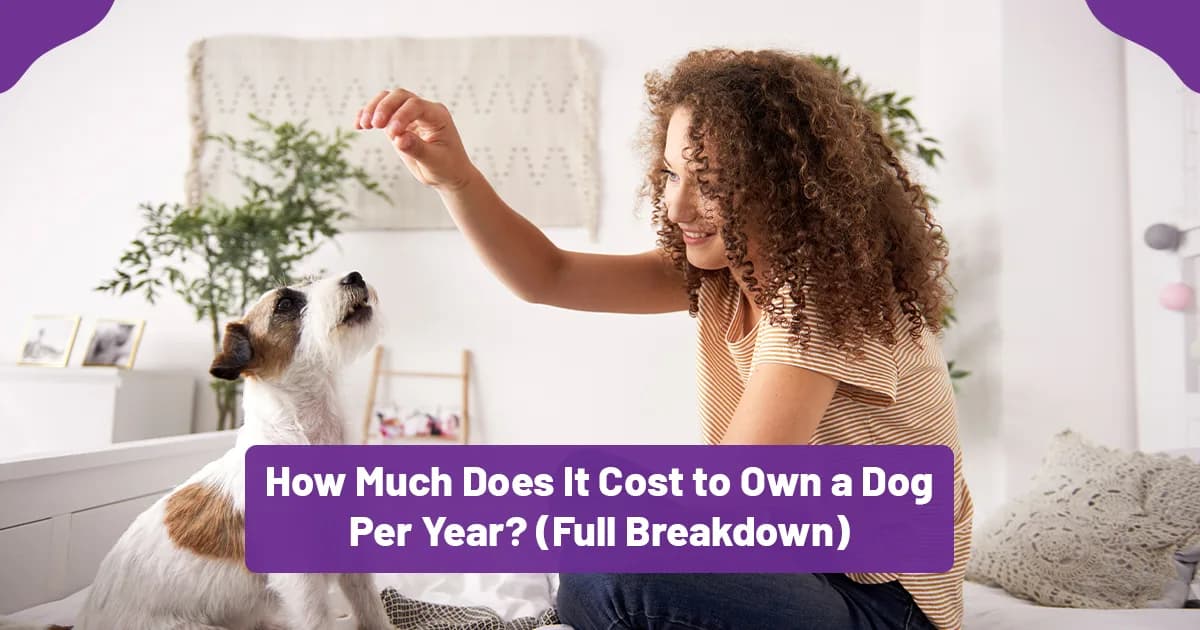How Much Does It Cost to Own a Dog Per Year? The Full Breakdown