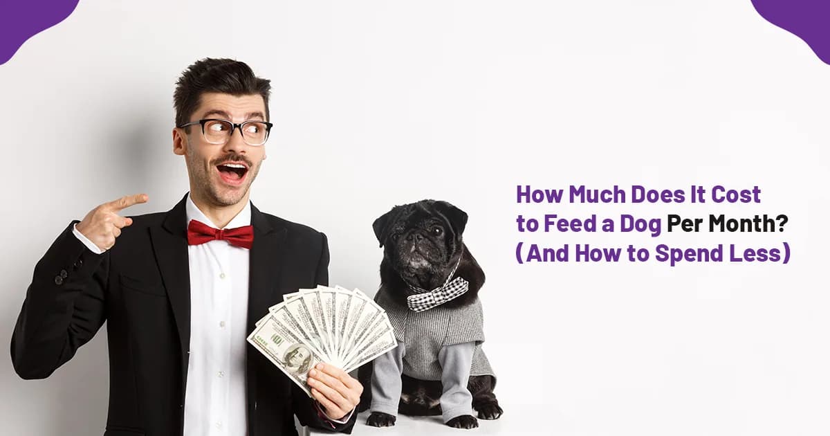 How Much Does It Cost to Feed a Dog Per Month? (And How to Spend Less)