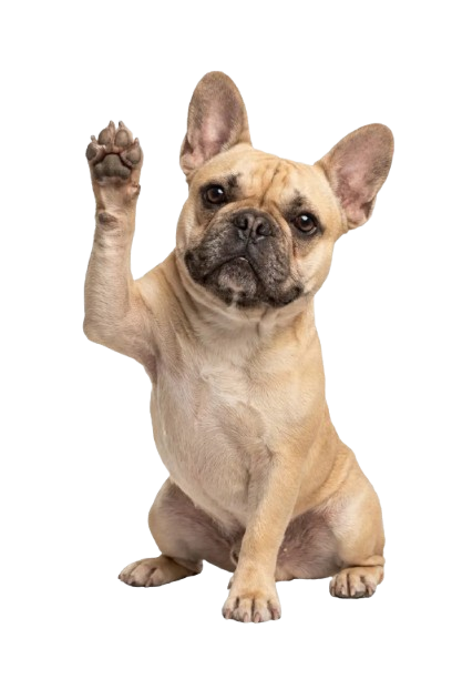Cute French Bulldog waving